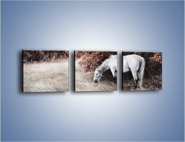 Obraz na płótnie – Wiejski pejzaż z koniem – trzyczęściowy Z344W1