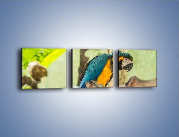 Obraz na płótnie – Zła potargana papuga – trzyczęściowy Z345W1