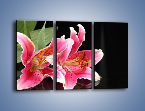 Obraz na płótnie – Rozwinięte lilie na czarnym tle – trzyczęściowy K007W2
