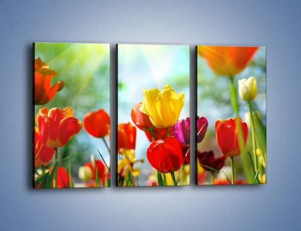 Obraz na płótnie – Pole polskich tulipanów – trzyczęściowy K011W2