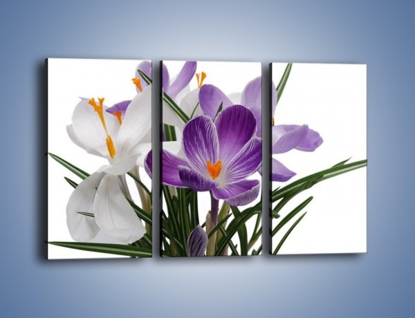 Obraz na płótnie – Biało-fioletowe krokusy – trzyczęściowy K020W2