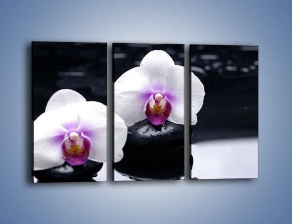 Obraz na płótnie – Główki białych storczyków – trzyczęściowy K024W2