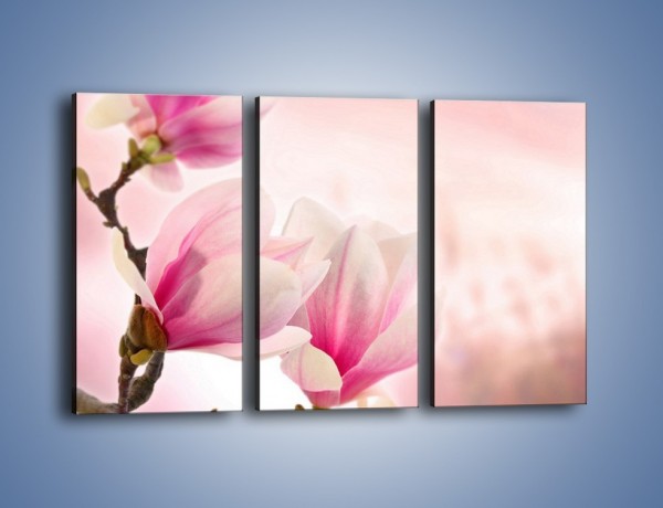 Obraz na płótnie – W pół rozwinięte biało-różowe magnolie – trzyczęściowy K033W2