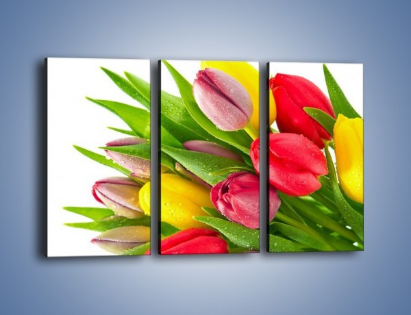 Obraz na płótnie – Kropelki wody na kolorowych tulipanach – trzyczęściowy K049W2