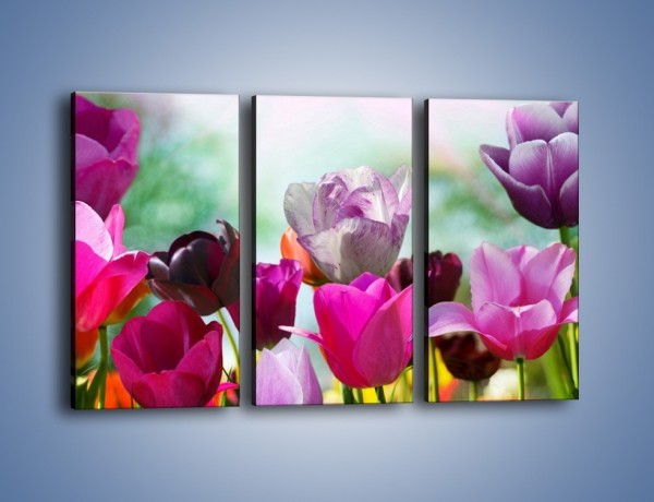 Obraz na płótnie – Tulipany o poranku – trzyczęściowy K081W2