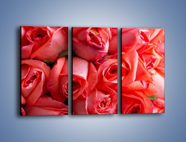 Obraz na płótnie – Tylko widoczne róże – trzyczęściowy K1004W2