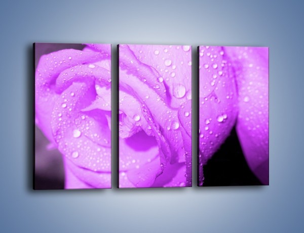 Obraz na płótnie – Jasno fioletowe skropione płatki – trzyczęściowy K1020W2