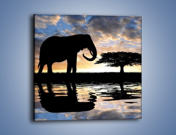 Obraz na płótnie – Samotność wśród słoni – jednoczęściowy kwadratowy GR317