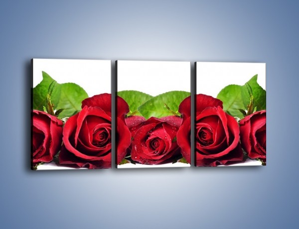 Obraz na płótnie – Pięknie ułożone róże – trzyczęściowy K108W2