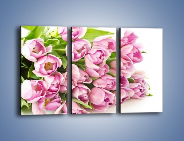Obraz na płótnie – Ścięte tulipany w bieli – trzyczęściowy K110W2