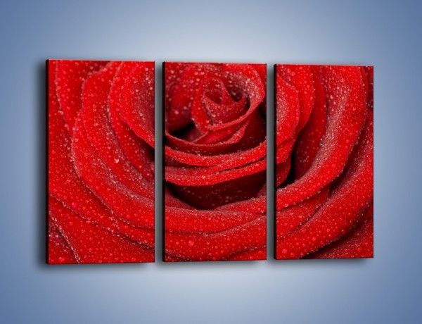 Obraz na płótnie – Czerwona moc w róży – trzyczęściowy K171W2