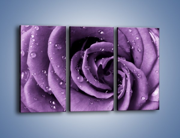Obraz na płótnie – Głęboki fiolet zachowany w róży – trzyczęściowy K177W2