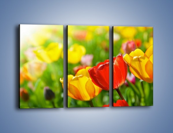 Obraz na płótnie – Wiosenne piękno w tulipanach – trzyczęściowy K213W2