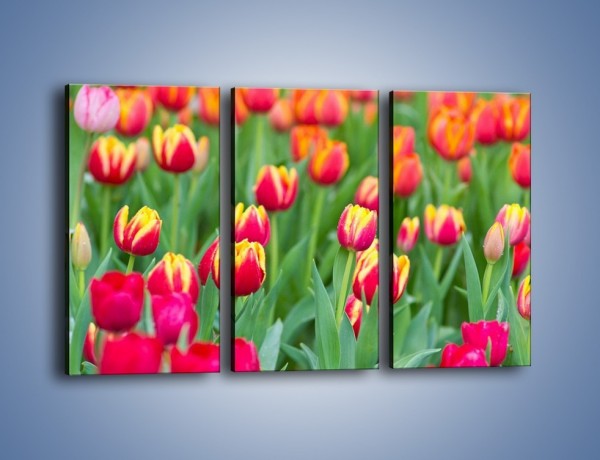 Obraz na płótnie – Spacer wśród czerwonych tulipanów – trzyczęściowy K231W2