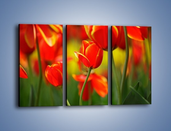 Obraz na płótnie – Wyraźny charakter tulipanów – trzyczęściowy K349W2