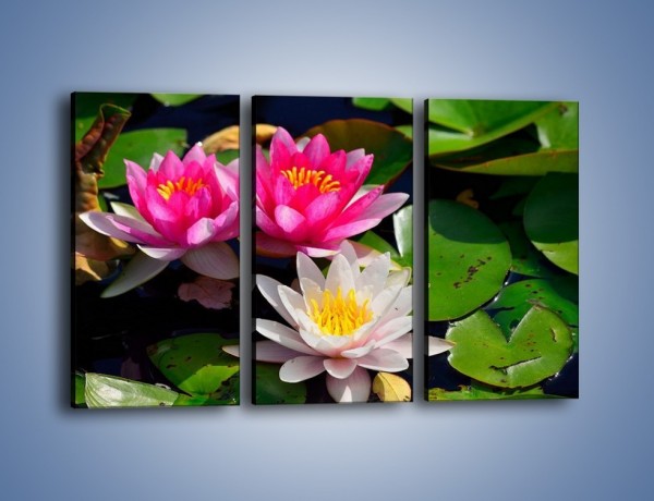 Obraz na płótnie – Pływające kwiaty – trzyczęściowy K392W2