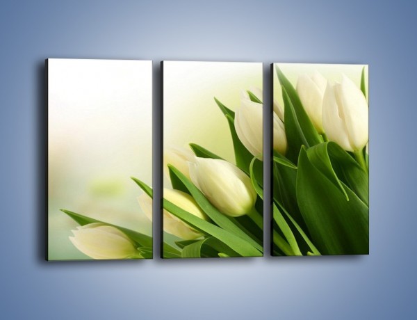 Obraz na płótnie – Białe tulipany na zgodę – trzyczęściowy K400W2