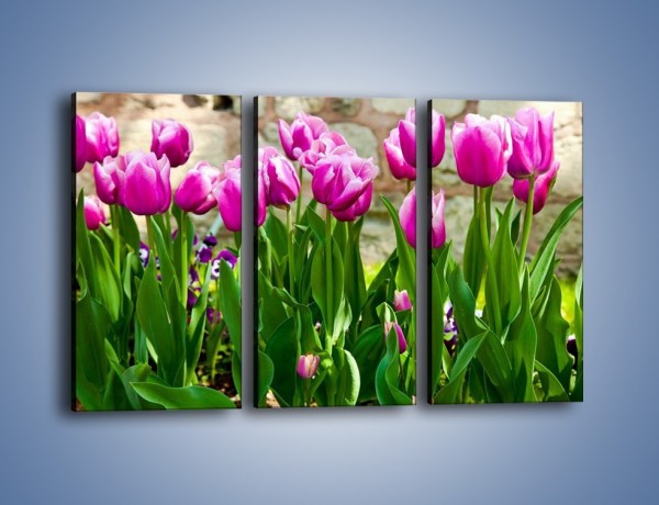 Obraz na płótnie – Tulipany w domowym ogródku – trzyczęściowy K409W2