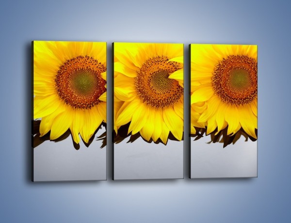 Obraz na płótnie – Najpiękniejsza odsłona słoneczników – trzyczęściowy K416W2