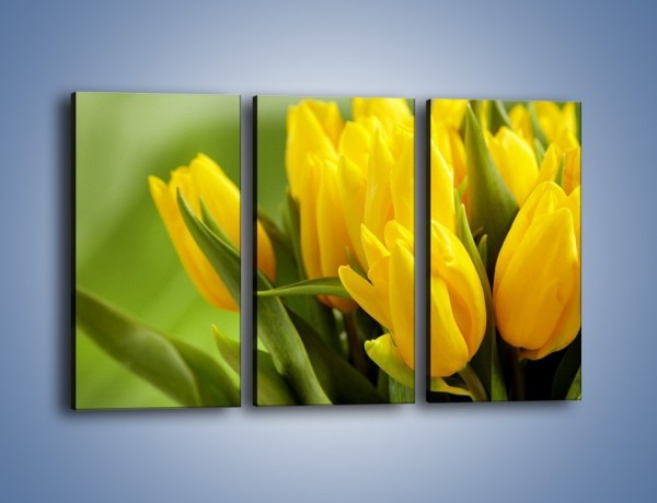 Obraz na płótnie – Słońce schowane w tulipanach – trzyczęściowy K424W2