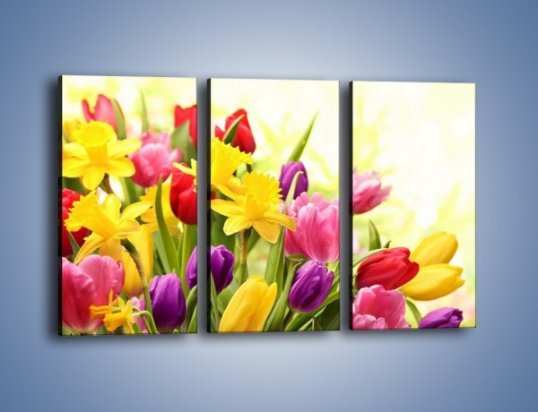 Obraz na płótnie – Żonkile wśród tulipanów – trzyczęściowy K430W2