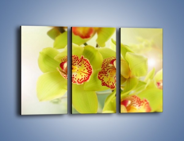 Obraz na płótnie – Limonkowy kwiat – trzyczęściowy K447W2