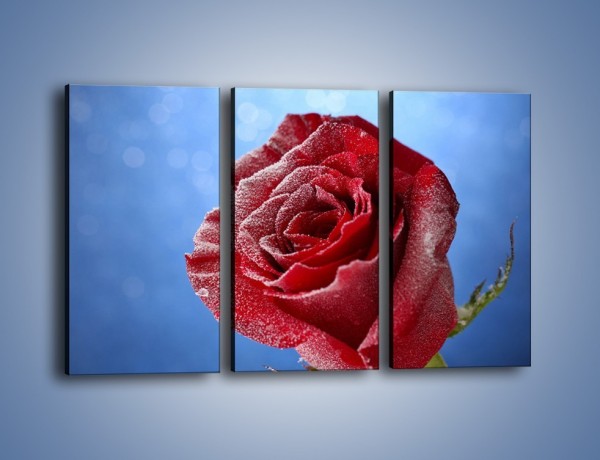 Obraz na płótnie – Róża w chłodne dni – trzyczęściowy K597W2