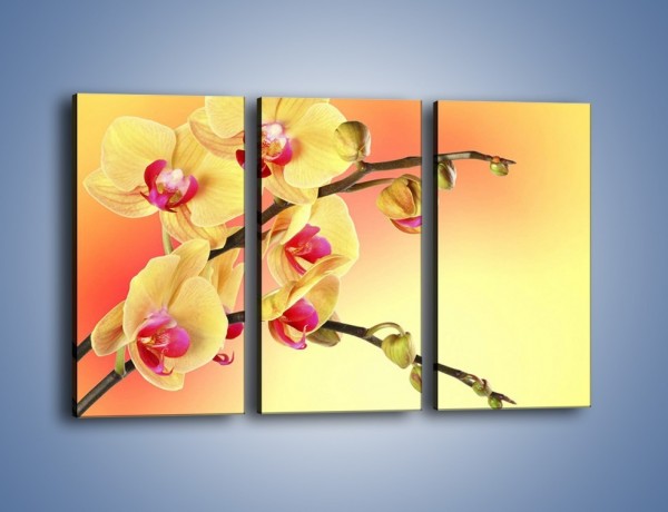 Obraz na płótnie – Kwiat w kolorze grejfruta – trzyczęściowy K649W2