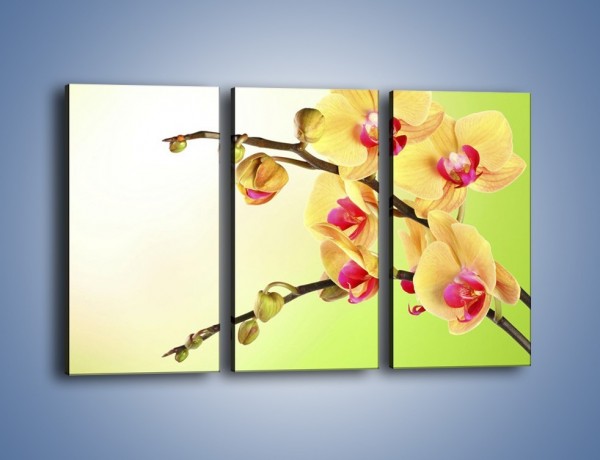 Obraz na płótnie – Kwiat na limonkowym tle – trzyczęściowy K650W2