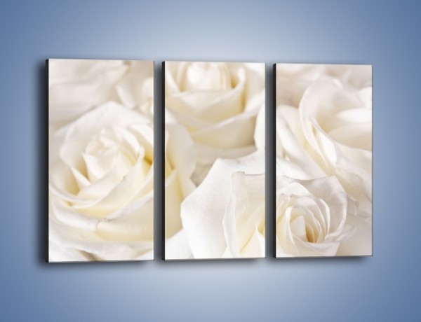 Obraz na płótnie – Dywan z białych róż – trzyczęściowy K711W2