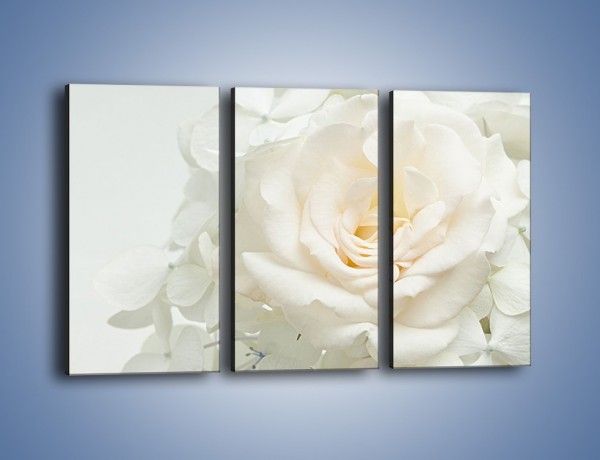 Obraz na płótnie – Czysta biel kwiatów – trzyczęściowy K712W2