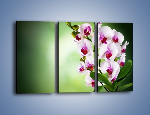 Obraz na płótnie – Kwiaty o zmierzchu – trzyczęściowy K726W2