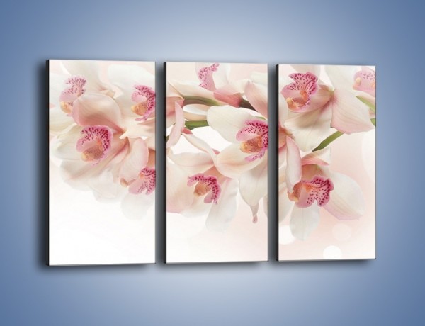 Obraz na płótnie – Szlachetne różowe storczyki – trzyczęściowy K756W2