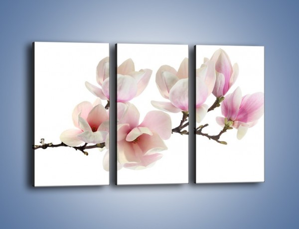 Obraz na płótnie – Zerwana gałązka magnolii – trzyczęściowy K780W2