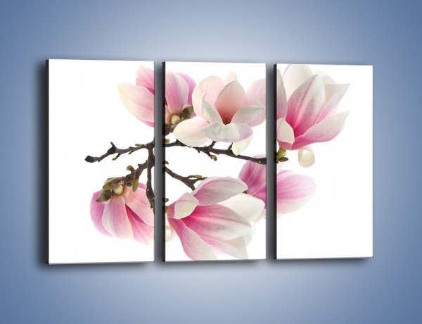 Obraz na płótnie – Wirujące kwiaty magnolii – trzyczęściowy K781W2
