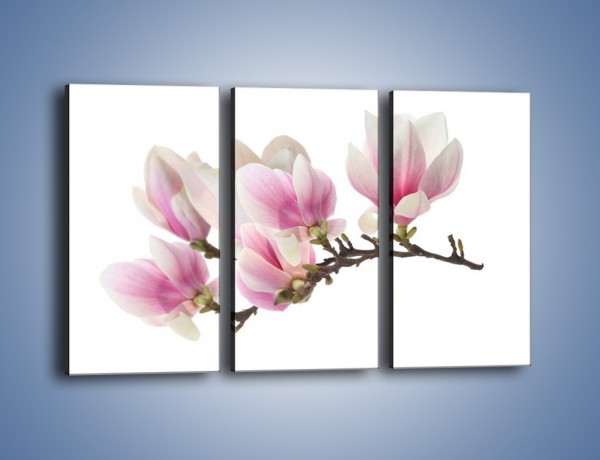 Obraz na płótnie – Rzut na gałąź magnolii – trzyczęściowy K782W2
