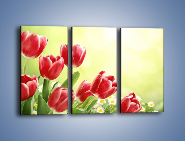 Obraz na płótnie – Polne tulipany i stokrotki – trzyczęściowy K789W2