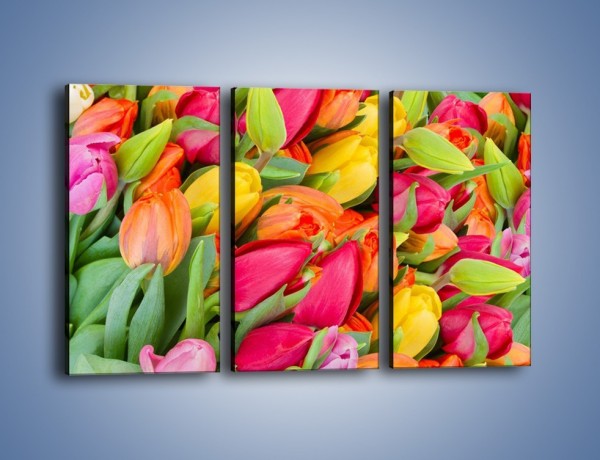 Obraz na płótnie – Ścięte pole tulipanów – trzyczęściowy K803W2