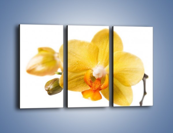 Obraz na płótnie – Kwiat jak soczysta pomarańcza – trzyczęściowy K851W2