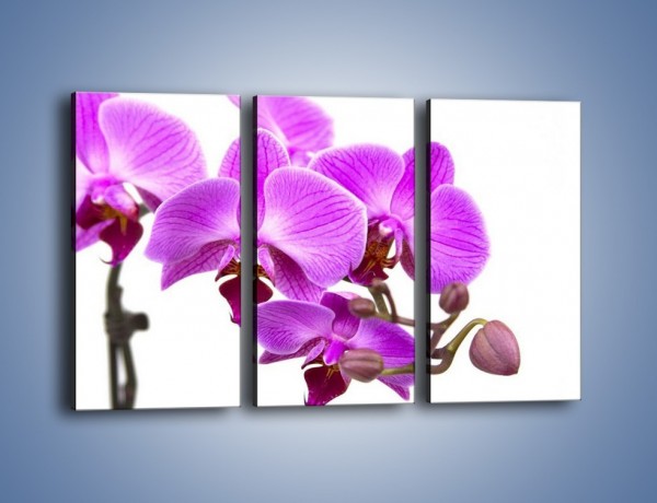 Obraz na płótnie – Samotne kwiaty bez dodatków – trzyczęściowy K870W2