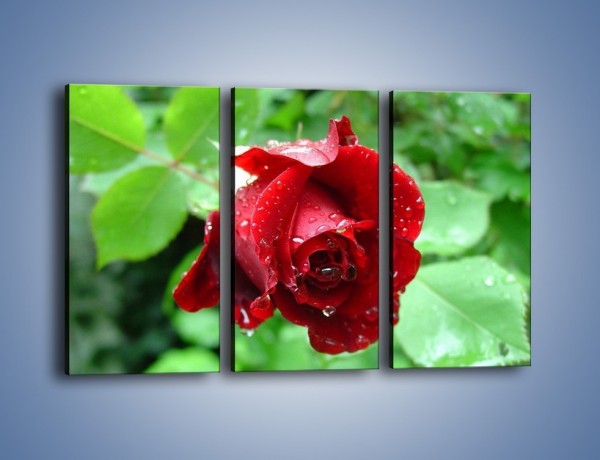 Obraz na płótnie – Zdrowa róża w ogrodzie – trzyczęściowy K875W2
