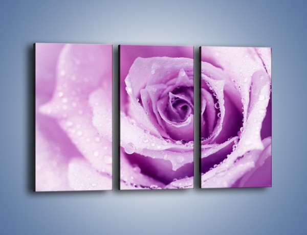 Obraz na płótnie – Jasny fiolet w róży – trzyczęściowy K894W2