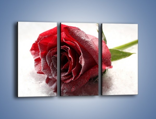 Obraz na płótnie – Zimne podłoże i czerwona róża – trzyczęściowy K933W2