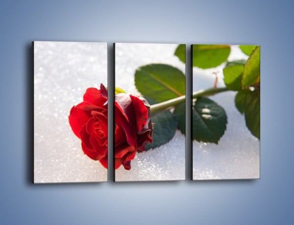 Obraz na płótnie – Gorąca róża na zmrożonej tafli – trzyczęściowy K946W2