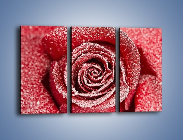 Obraz na płótnie – Szron na różanych płatkach – trzyczęściowy K958W2