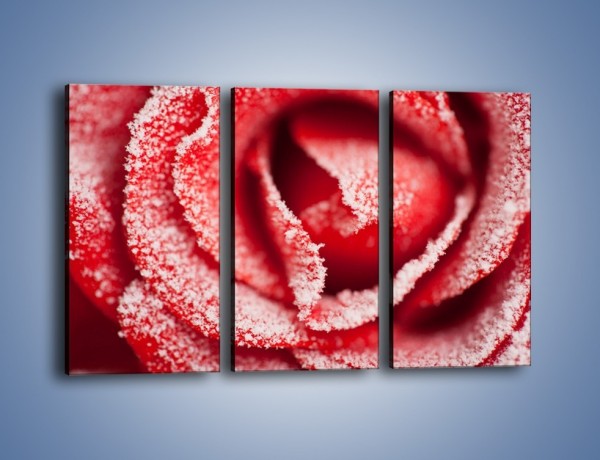 Obraz na płótnie – Zima widoczna na róży – trzyczęściowy K974W2