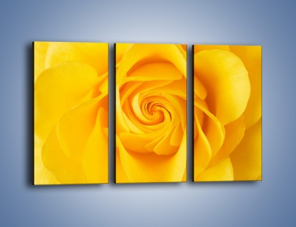 Obraz na płótnie – Moc żółtej róży – trzyczęściowy K989W2