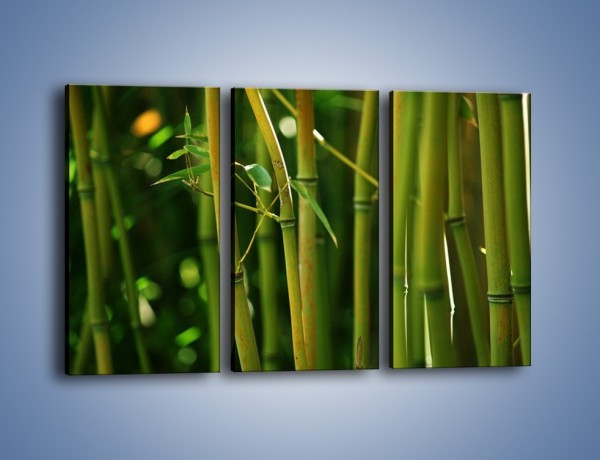 Obraz na płótnie – Bambusowe łodygi z bliska – trzyczęściowy KN118W2