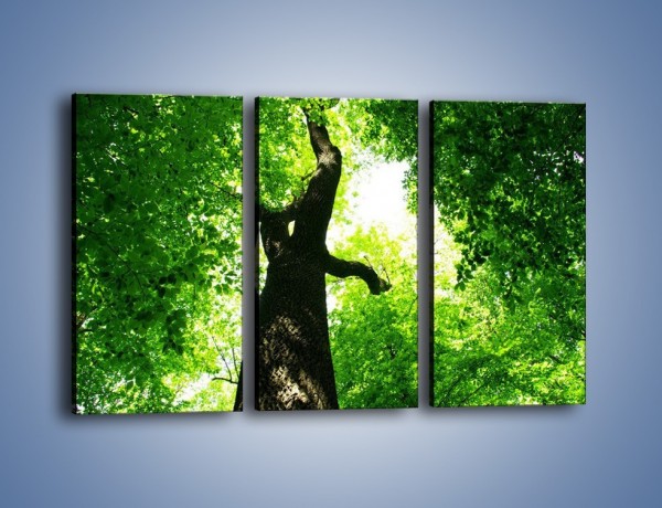 Obraz na płótnie – Drzewo bardzo wysokie – trzyczęściowy KN344W2
