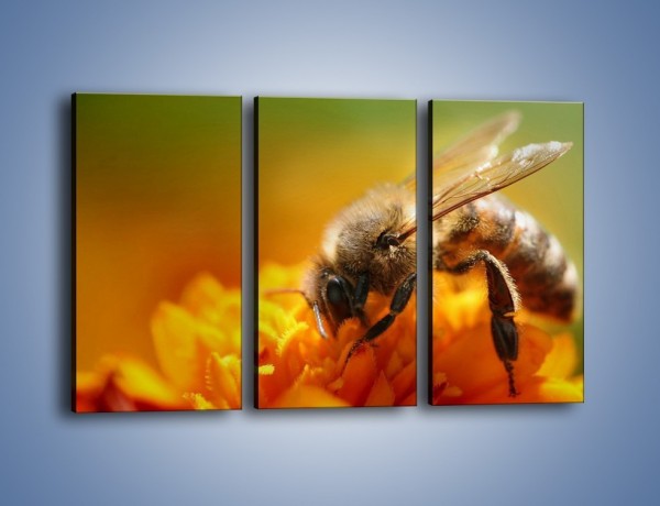 Obraz na płótnie – Pszczoła zbierająca nektar – trzyczęściowy Z002W2